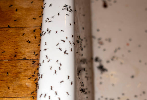 Best Best Pest Control Companies  in East Basin, UT