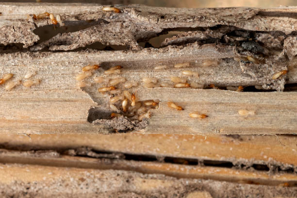 Best Pest Removal Services  in East Basin, UT